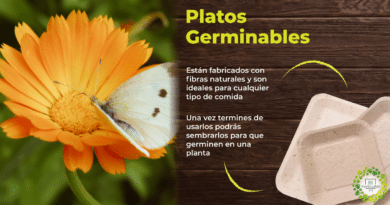 , Platos Germinables: transforma tu plato de comida en una hermosa planta