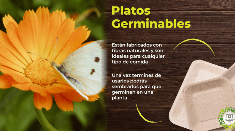 , Platos Germinables: transforma tu plato de comida en una hermosa planta