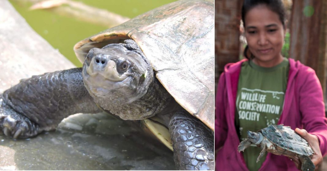 Reaparece tortuga de cara sonriente que se creía extinta desde hace