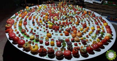 , Michael Schick, el maestro huertero que cultiva más de 900 variedades de tomates