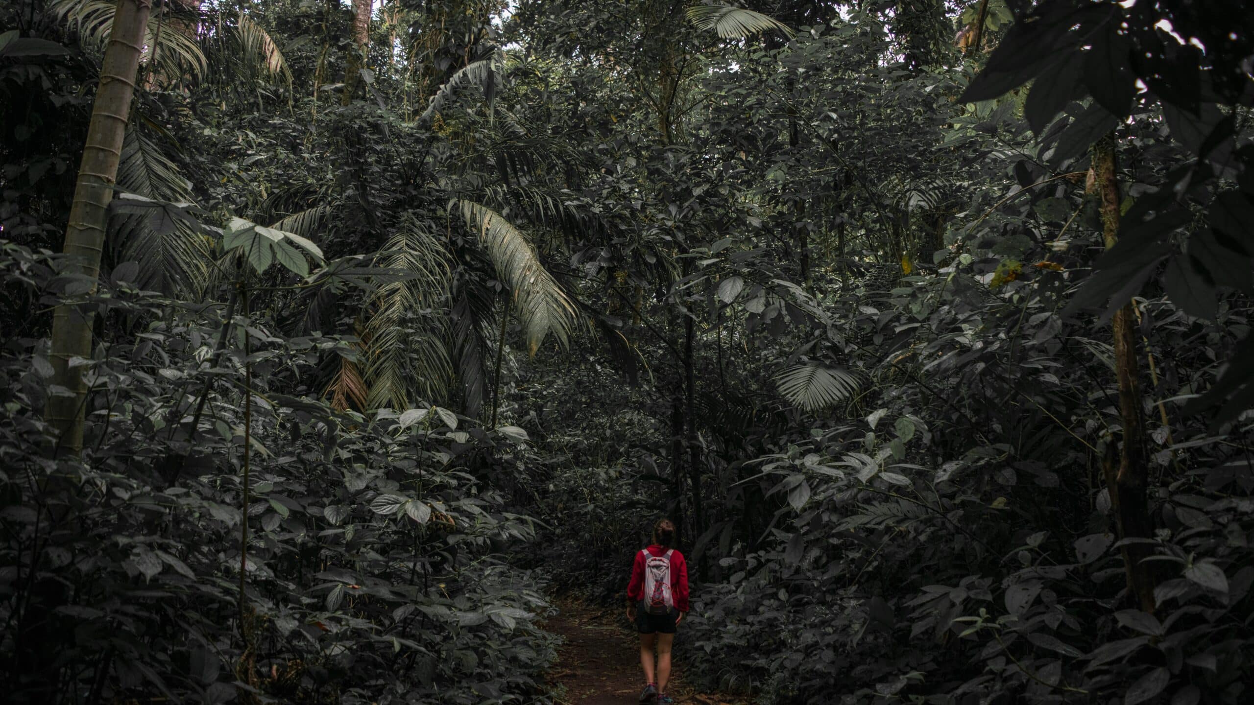 , Descubre cómo Costa Rica ha duplicado sus selvas tropicales en los últimos 30 años