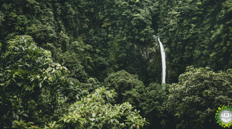 , Descubre cómo Costa Rica ha duplicado sus selvas tropicales en los últimos 30 años