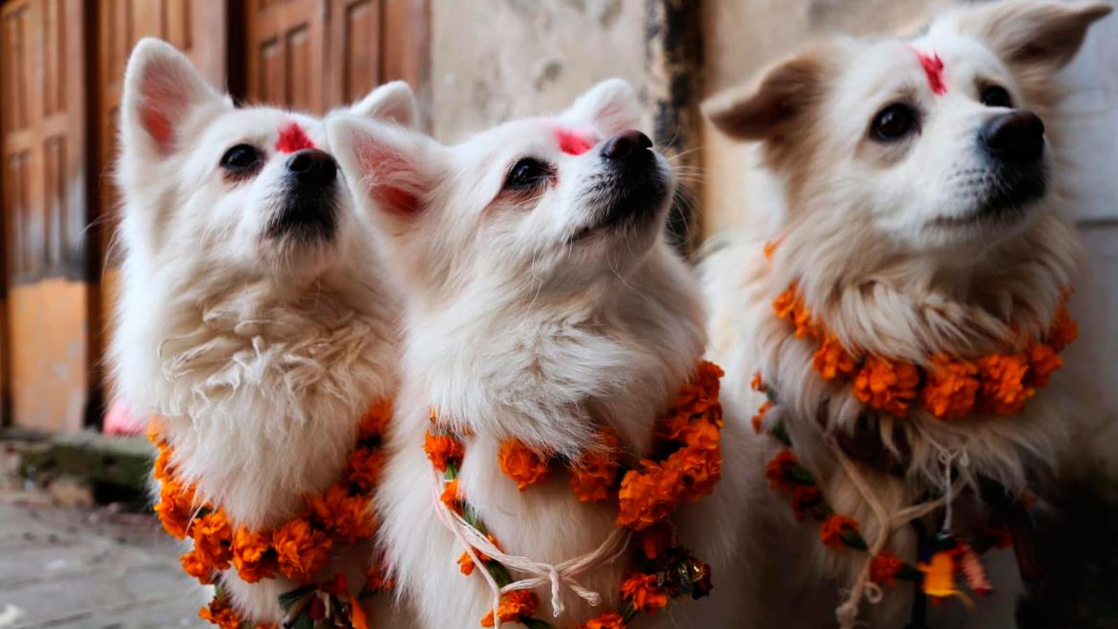 , En Nepal realizan un festival para agradecer a los Perros por ser nuestros amigos