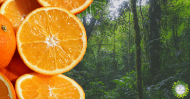 , Cómo 12.000 toneladas de cáscaras de naranja revivieron un bosque