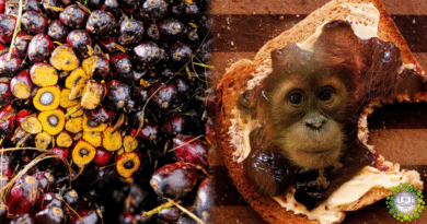 , Noruega es el primer país en prohibir el biocombustible a base de aceite de palma