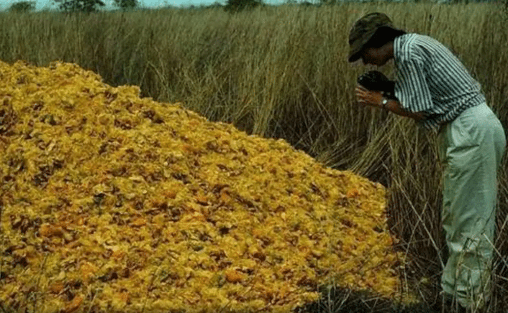 , Cómo 12.000 toneladas de cáscaras de naranja revivieron un bosque