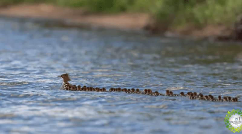 , Súper mamá ‘vista en un lago de Minnesota – Con 56 patitos bajo su Cuidado