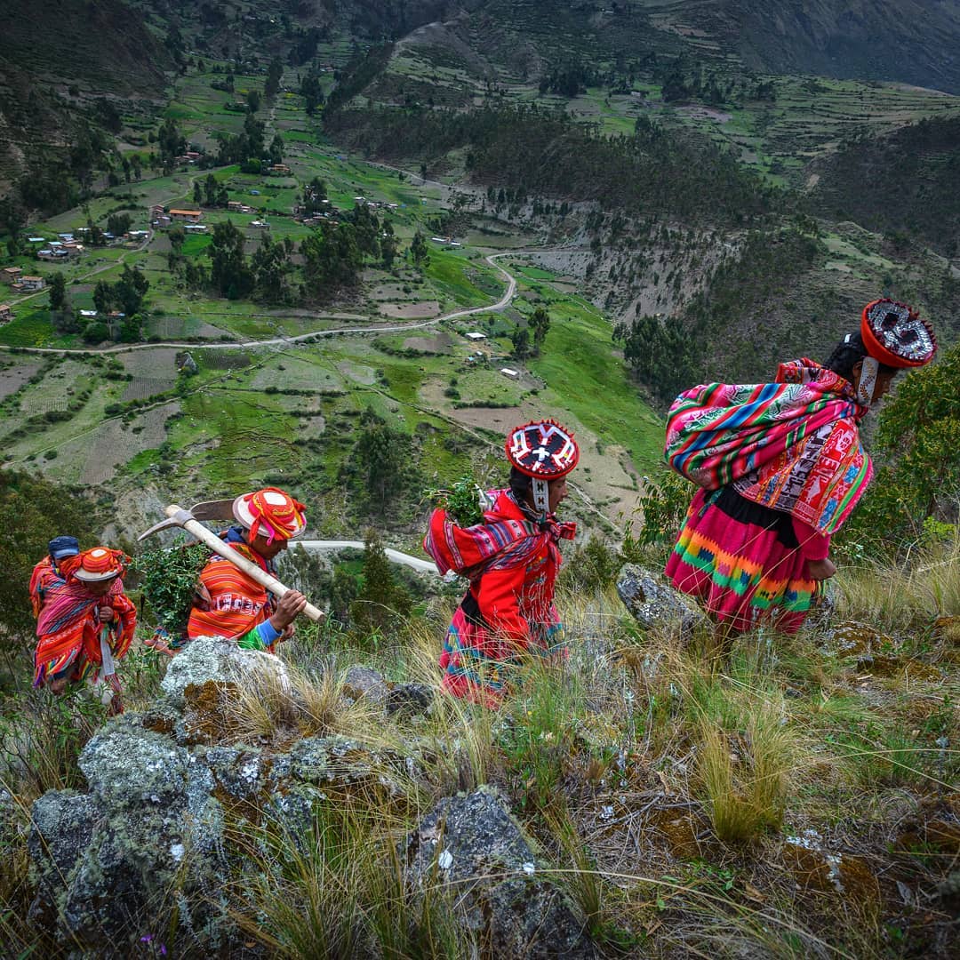 , Pueblos originarios están reforestando los Andes