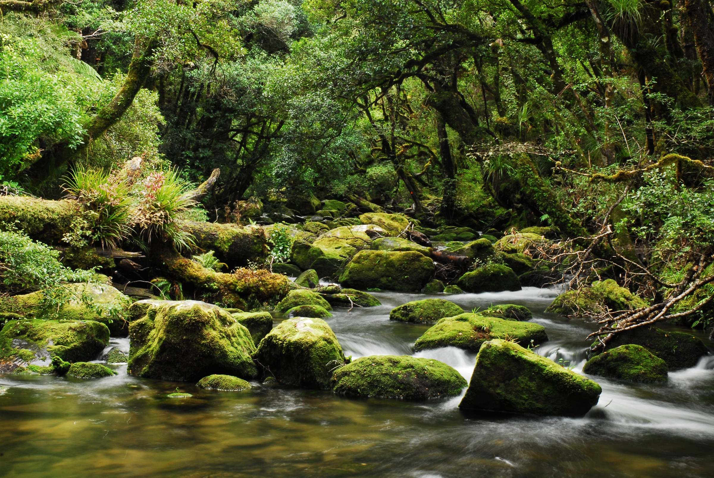 , En Nueva Zelanda la selva tropical tiene los mismos derechos que sus ciudadanos