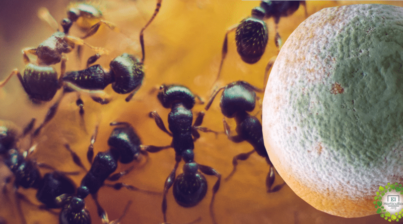 , Método efectivo y ecológico para que las hormigas abandonen nuestro Huerto