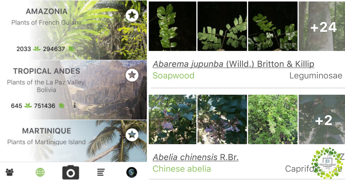 , Las mejores aplicaciones gratuitas de identificación de plantas para que tengas en tu celular