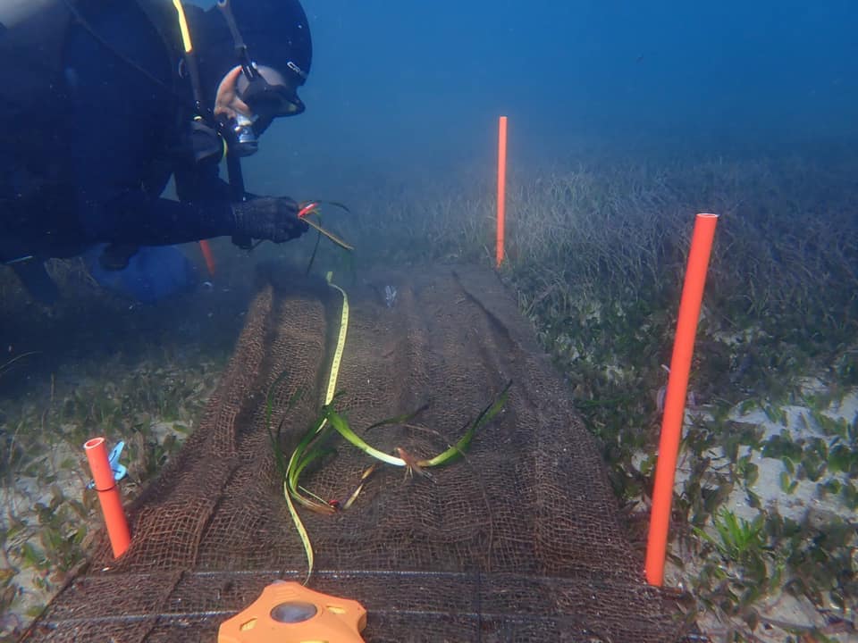 , Científicos Australianos están reforestando nuestros océanos
