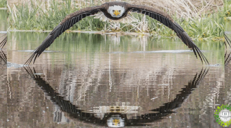 , Fotógrafo captura una imagen impresionante de un águila en un reflejo simétrico
