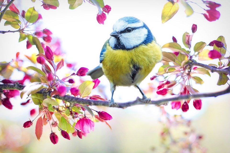 Los índices de biodiversidad de aves y felicidad humana están vinculados