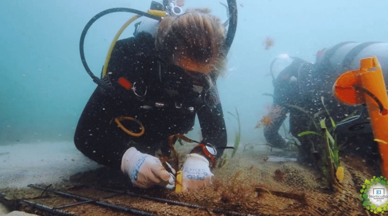 , Científicos Australianos están reforestando nuestros océanos