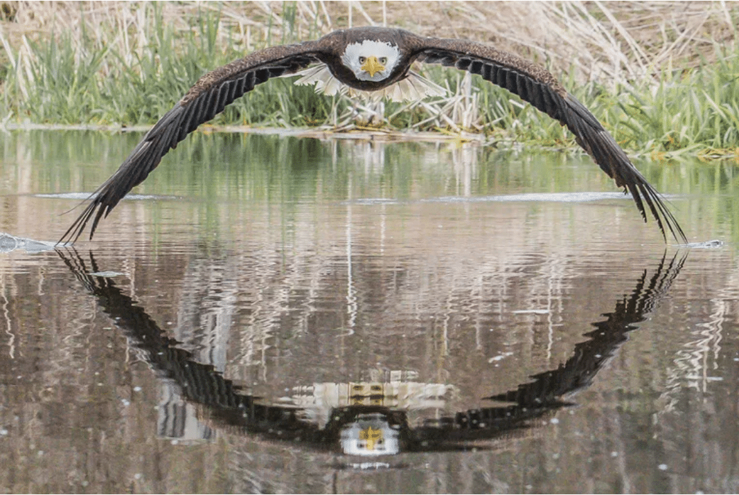 , Fotógrafo captura una imagen impresionante de un águila en un reflejo simétrico