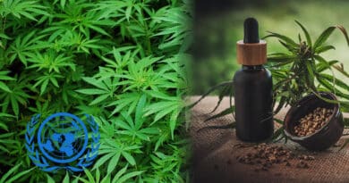 aceite de coco para la candida, CANNABIS PARA LA ARTRITIS:  C&Oacute;MO UNA PLANTA MEJORA LAS ARTICULACIONES ARTR&Iacute;TICAS