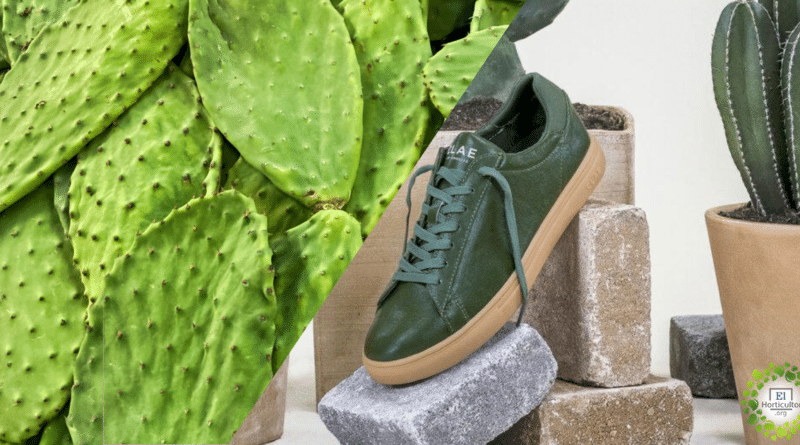 , Lanzan las primeras zapatillas del mundo hechas en cuero de cactus