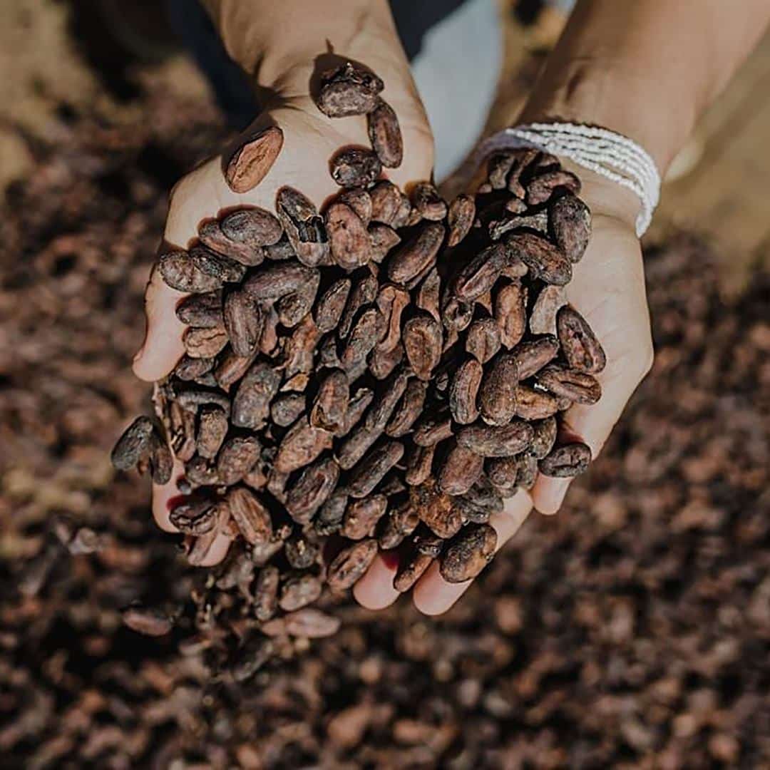 , El Cacao orgánico triplica los ingresos en los pequeños agricultores de Brasil