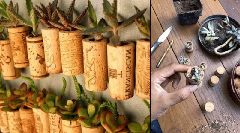 , Cómo convertir corchos en mini macetas para suculentas y otras plantas