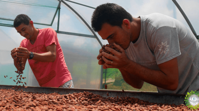 , El Cacao orgánico triplica los ingresos en los pequeños agricultores de Brasil