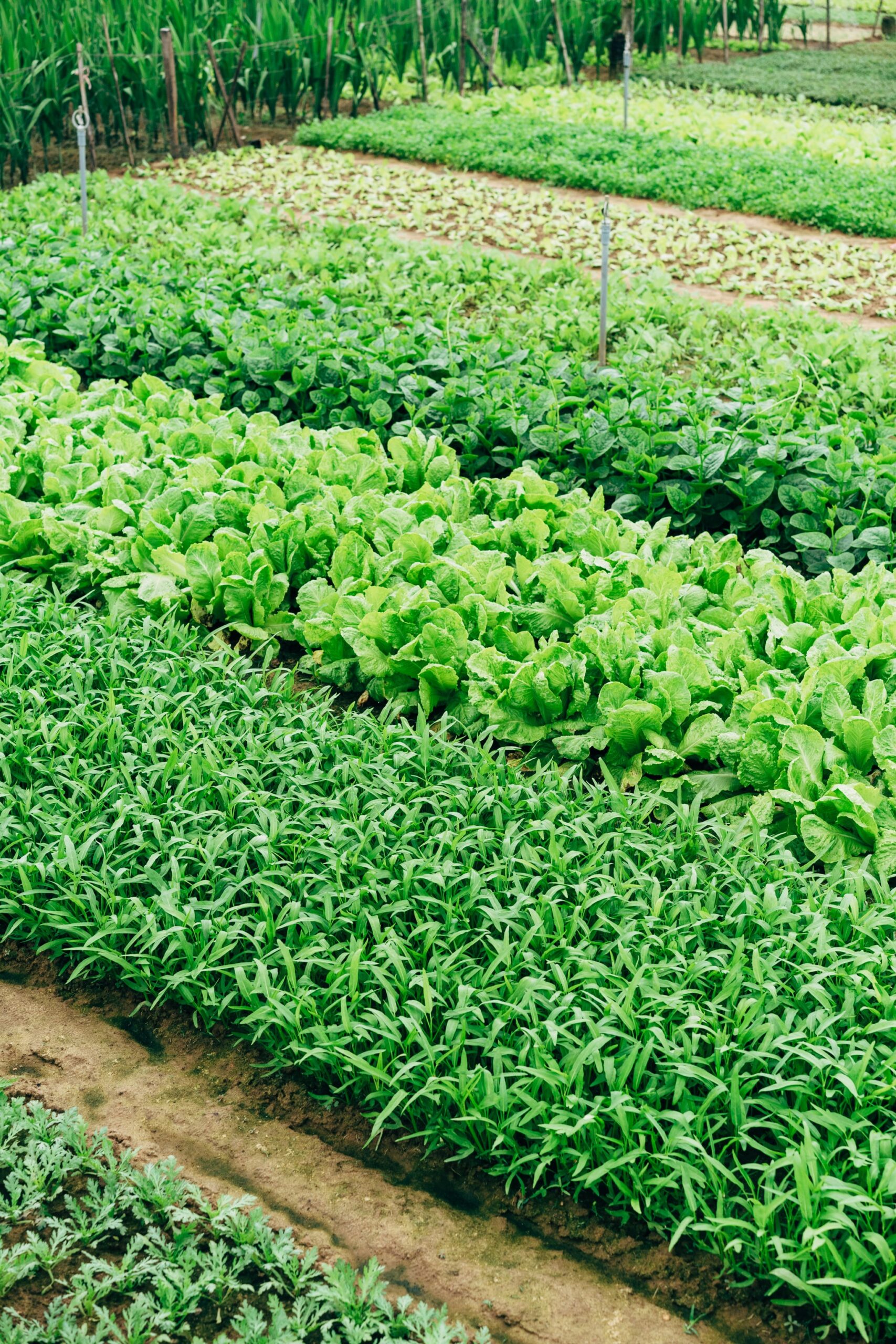 , Cómo hizo Dinamarca para convertirse en líder mundial de la Agricultura Orgánica