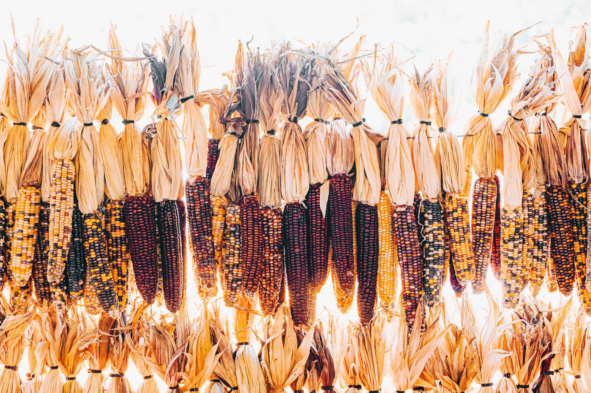 México prohíbe el maíz transgénico y el glifosato: ya no habrá importaciones