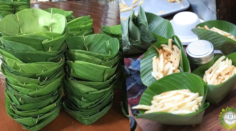 , Guatemala sirve sus papas fritas en hojas de plátano para evitar los plásticos