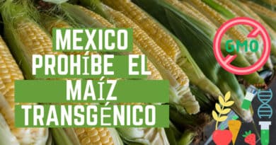 , México prohíbe el maíz transgénico y el glifosato: ya no habrá importaciones