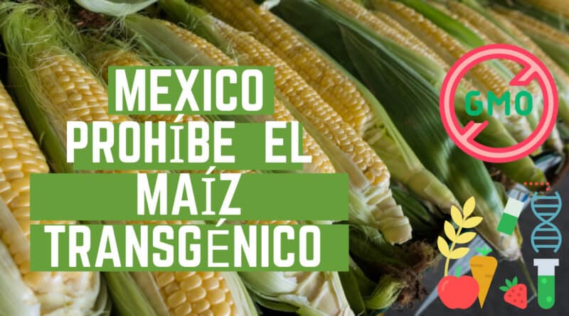 , México prohíbe el maíz transgénico y el glifosato: ya no habrá importaciones