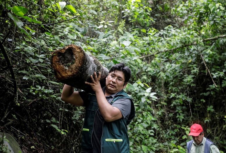 , Pareja boliviana salva a las abejas de la deforestación provocada por los cultivos de coca