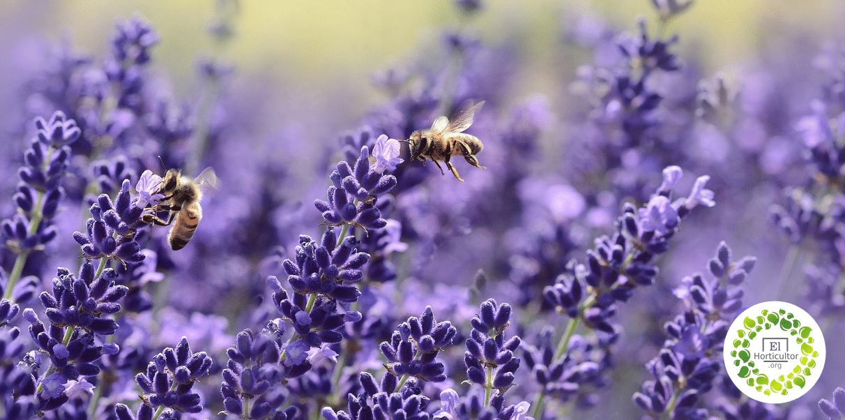 , Estudio Declara que las abejas son el ser vivo más importante de la Tierra