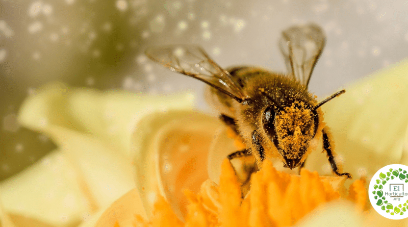 , Estudio Declara que las abejas son el ser vivo más importante de la Tierra