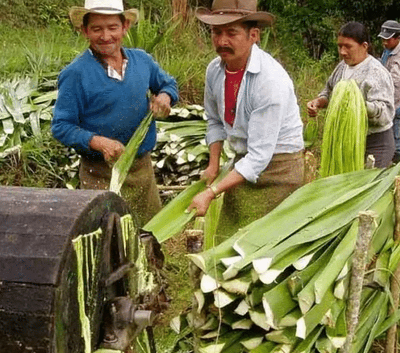 , Familia colombiana crea cuero Vegano, sostenible y biodegradable hecho con suculentas