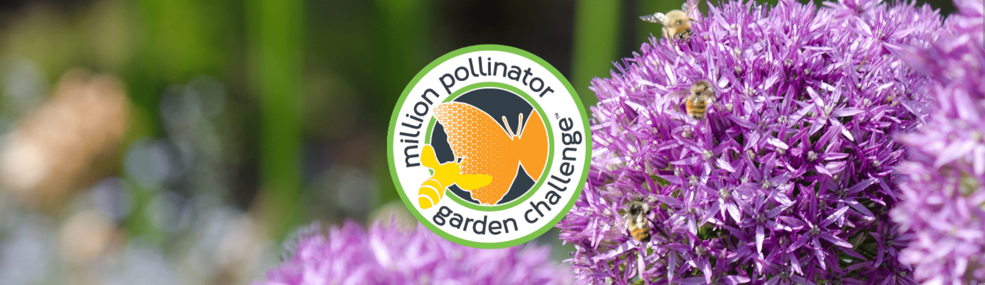 , 1 millón de jardineros plantan flores y crean una red global para salvar a las abejas
