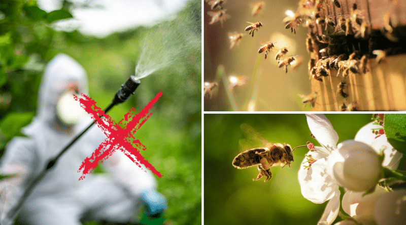 , Union Europea propone reducir el uso de neonicotinoides en favor de la salud de las abejas