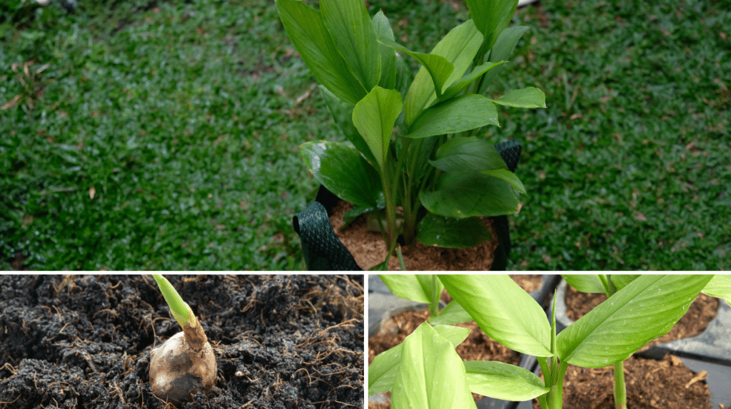 Cómo Cultivar Cúrcuma En Macetas Fácil Y De Manera Orgánica El Horticultor 6099