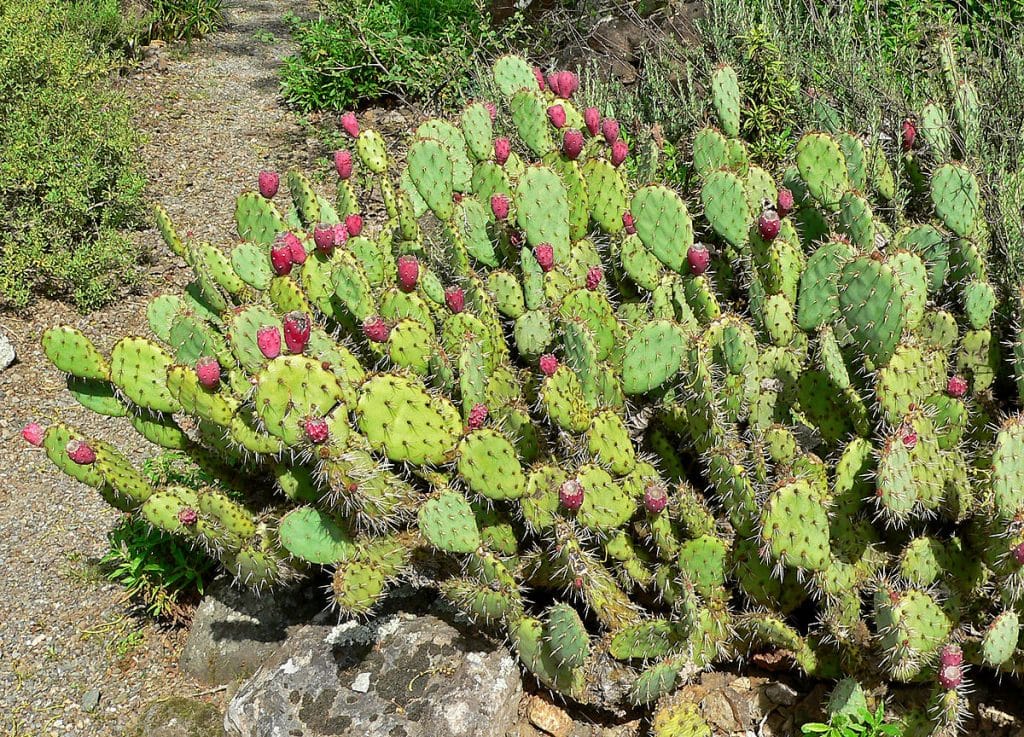 Cercos vivos de cactus, una opci&oacute;n sustentable
