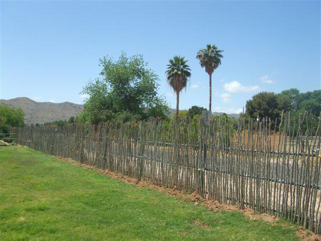 Cercos vivos de cactus, una opci&oacute;n sustentable
