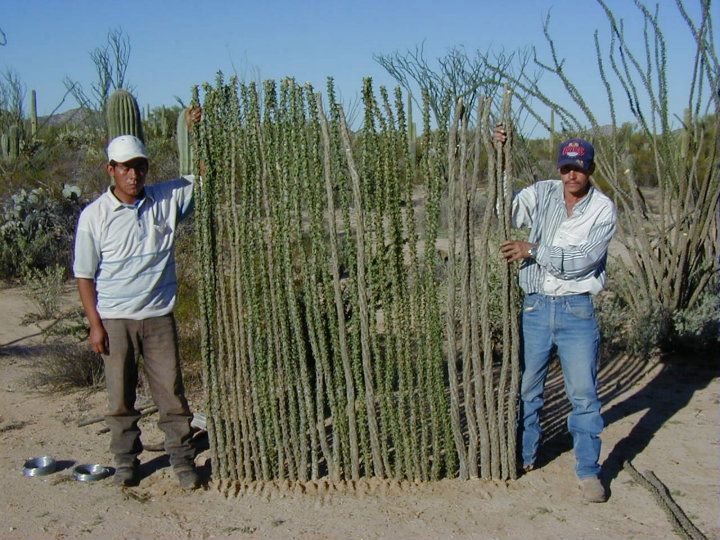 Cercos vivos de cactus, una opci&oacute;n sustentable