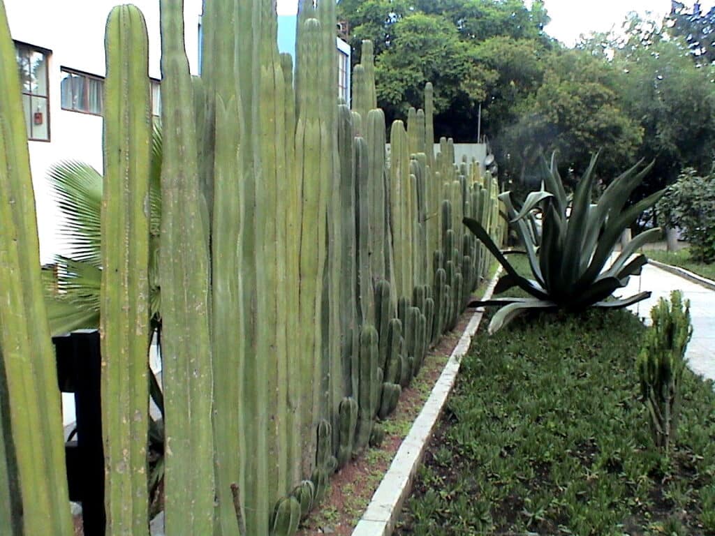 Cómo plantar cercos vivos de cactus, una opción sustentable » El