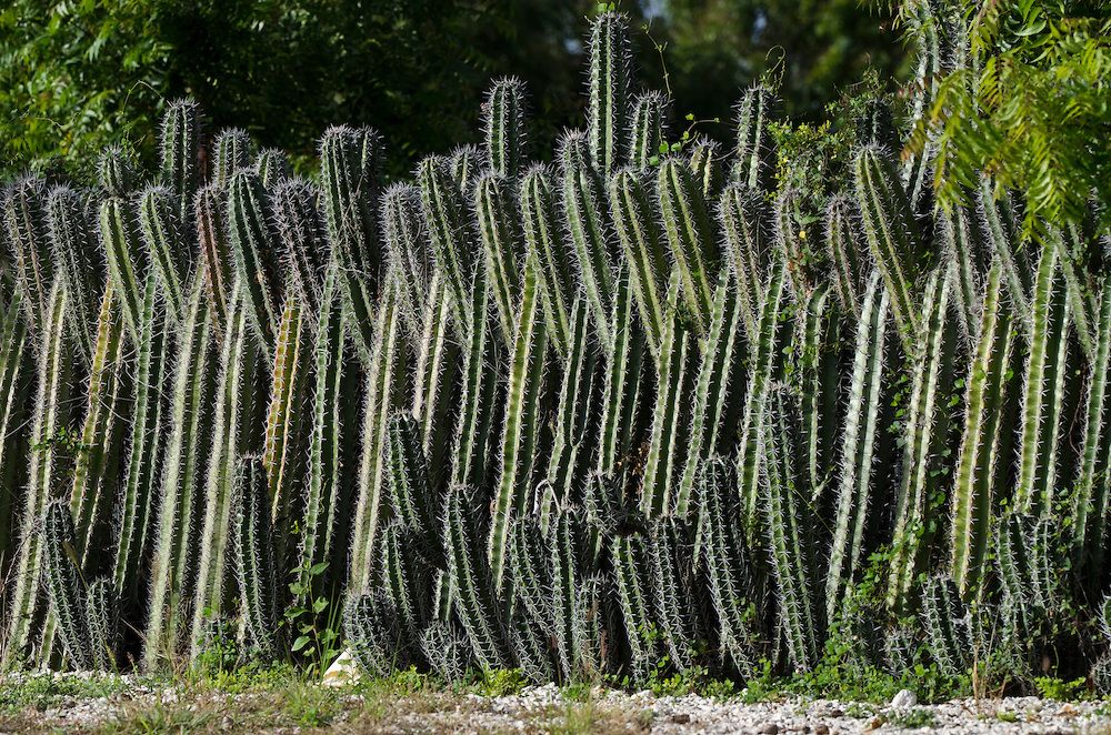 C&oacute;mo plantar cercos vivos de cactus, una opci&oacute;n sustentable