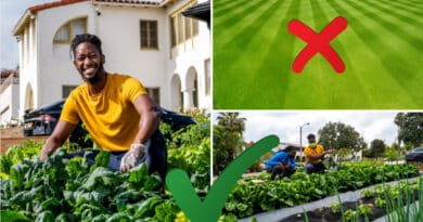, Startup utiliza espacios de césped de las casas para cultivar alimentos orgánicos locales con estética de paisajismo