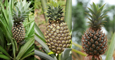 , C&oacute;mo plantar pi&ntilde;a en maceta de manera org&aacute;nica
