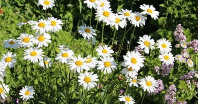 piretrina, Esta flor contiene piretrina, el insecticida natural más efectivo