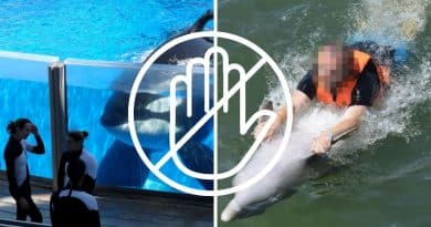 , ¡Canada prohíbe el cautiverio de ballenas, delfines y marsopas!
