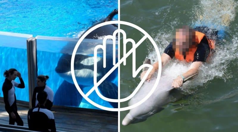 , ¡Canada prohíbe el cautiverio de ballenas, delfines y marsopas!
