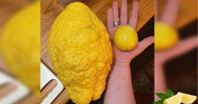 Pareja cultiva un limón gigante con un peso de 2,6 kg en Australia