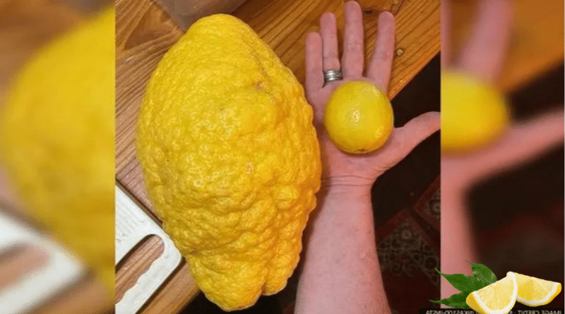 Pareja cultiva un limón gigante con un peso de 2,6 kg en Australia