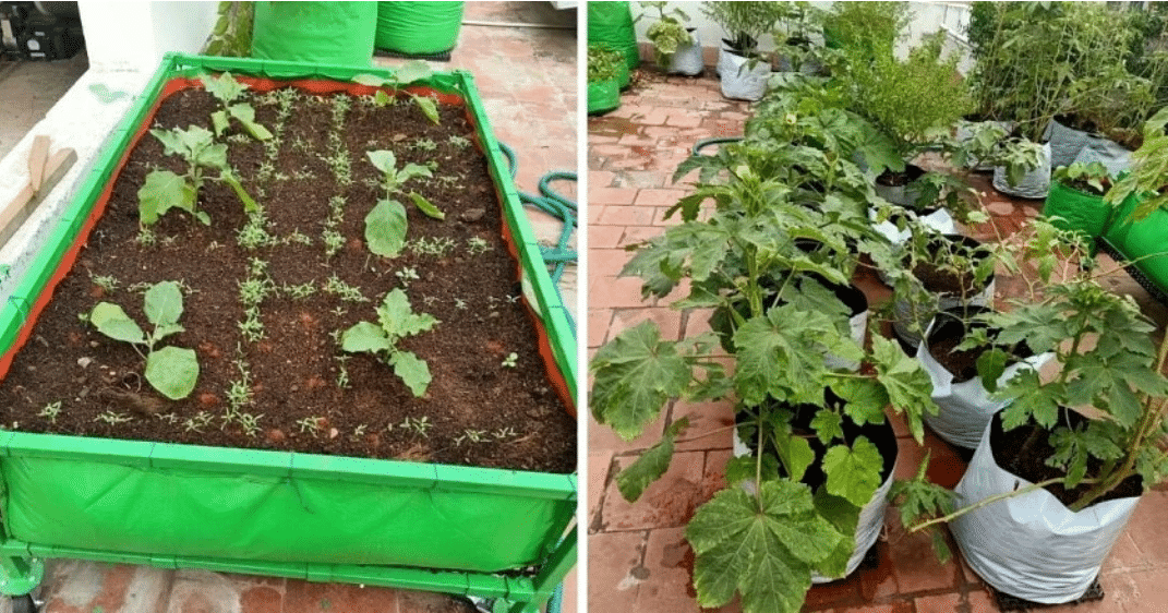 , Ama de casa cosecha el 90% de sus vegetales, tiene más de 100 bolsas de cultivo en su terraza